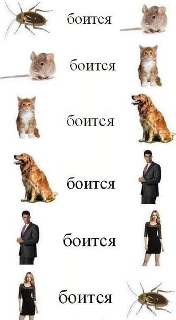 Картинки, юмор, приколы