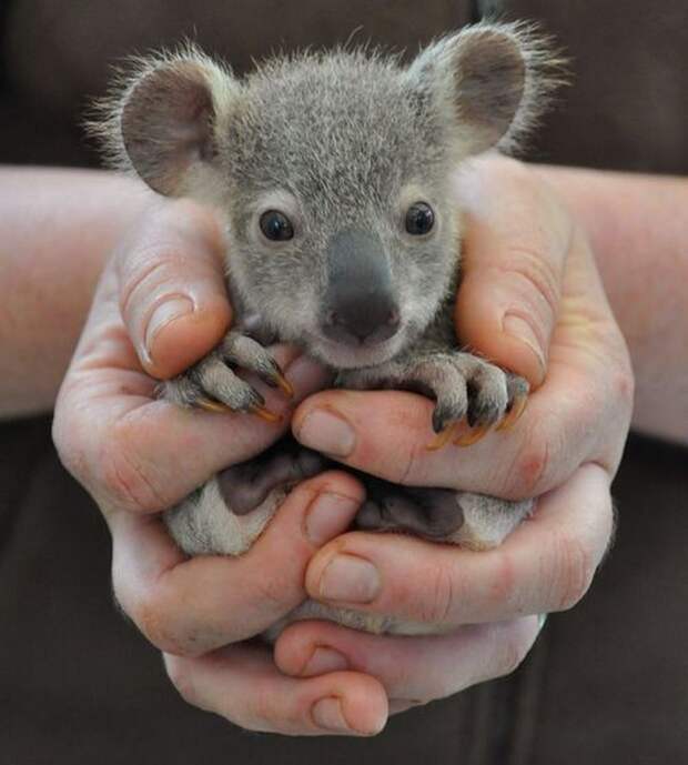 animalbaby32