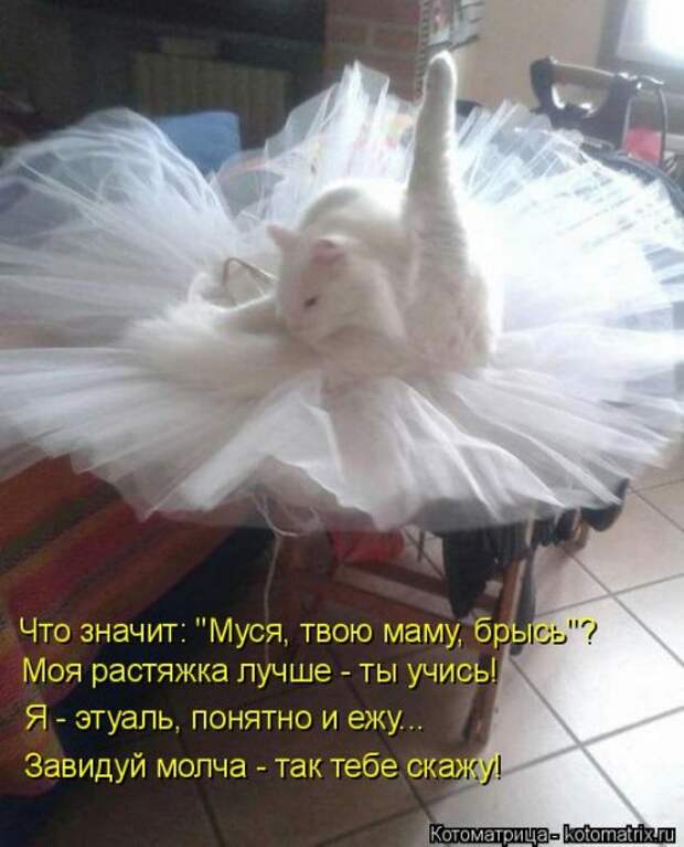 Новая котоматрица для всех (33 фото)