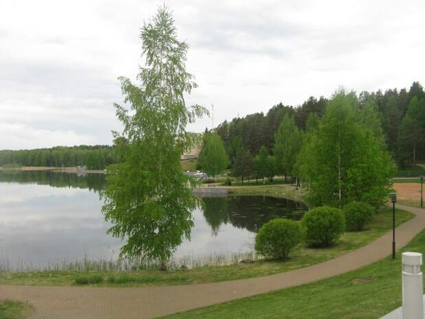 В Малой Вишере за незаконную рубку леса в особо крупном размере осуждён Петров