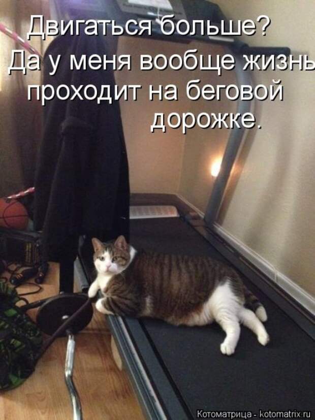 Котоматрица для хорошего настроения (35 фото)