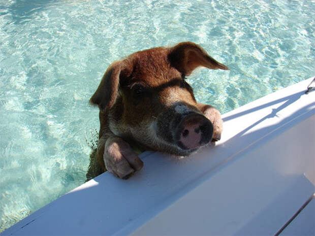 Свинья карабкается на яхту. Фото