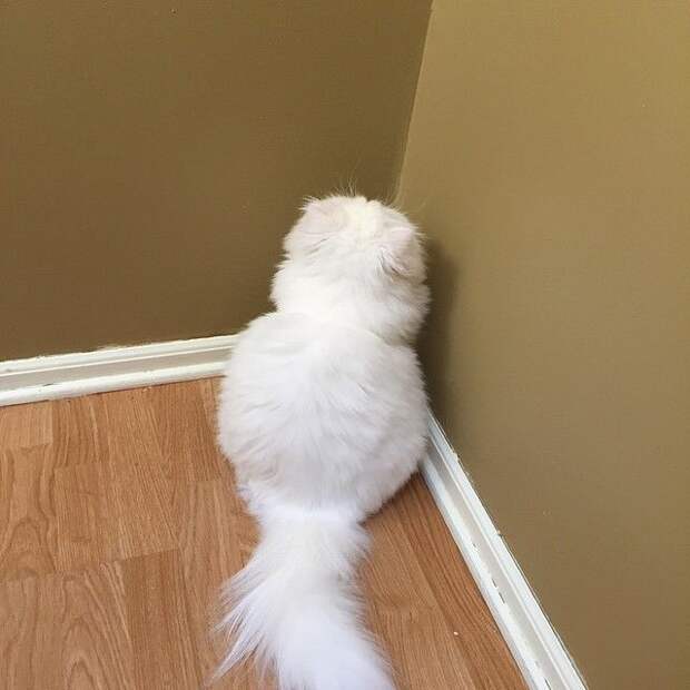 20 кошек, которые очевидно хотят вас убить кошки которые хотят вас убить, моя кошка хочет меня убить, злые кошки