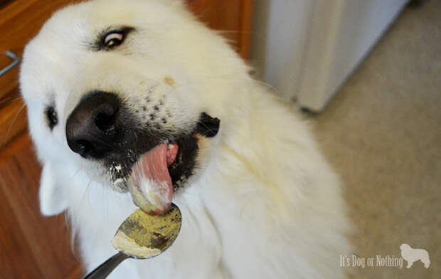 Revel Frozen Treats - The Honest Kitchen