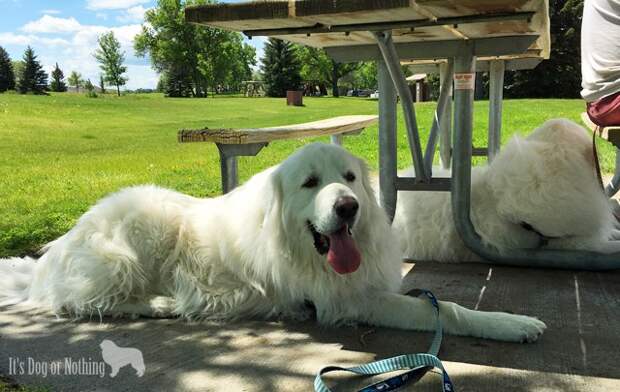 Great Pyrenees
