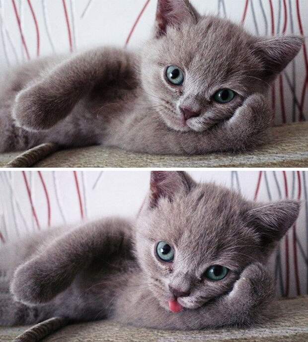 Животные, которые очень любят позировать