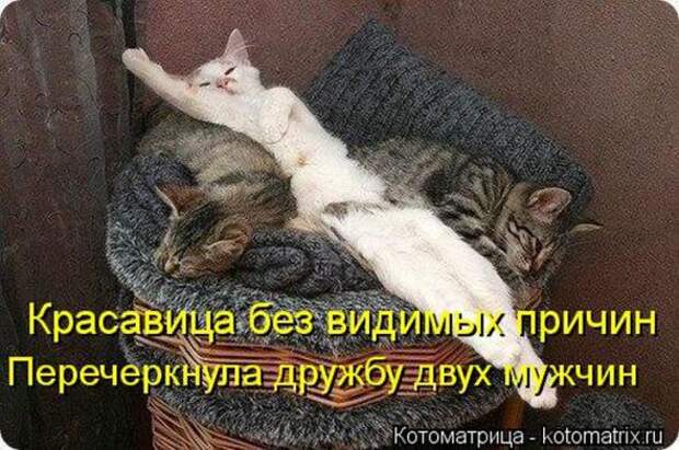 Котоматрицы (картинки с надписями)