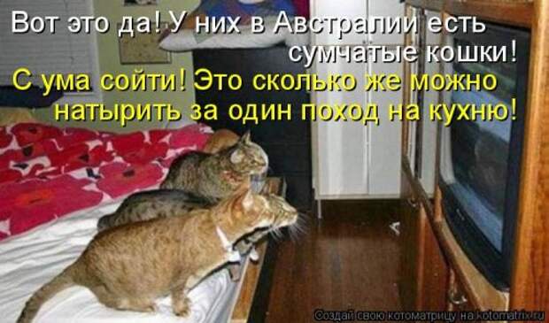 Новая котоматрица (36 фото)
