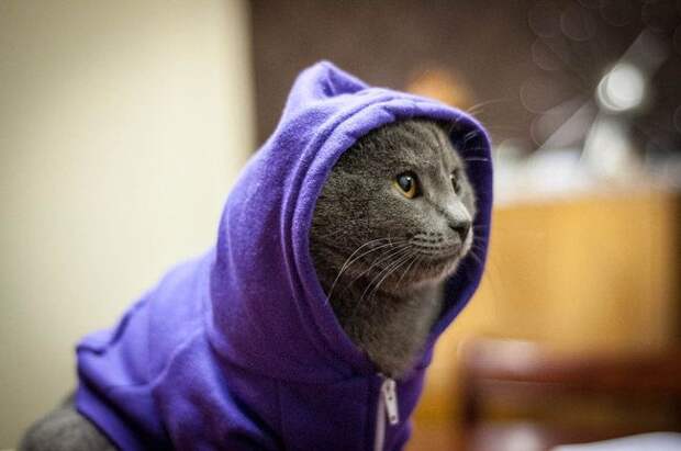 стильные кошки, кошки в модной одежде, модные коты
