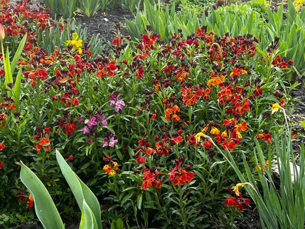 Один цветок на всю дачу: цветёт с июня до морозов и пахнет так, что соседи завидуют