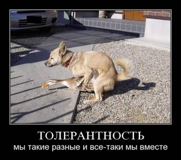 Демотиваторы смешные, юмор в тексте и фото.
