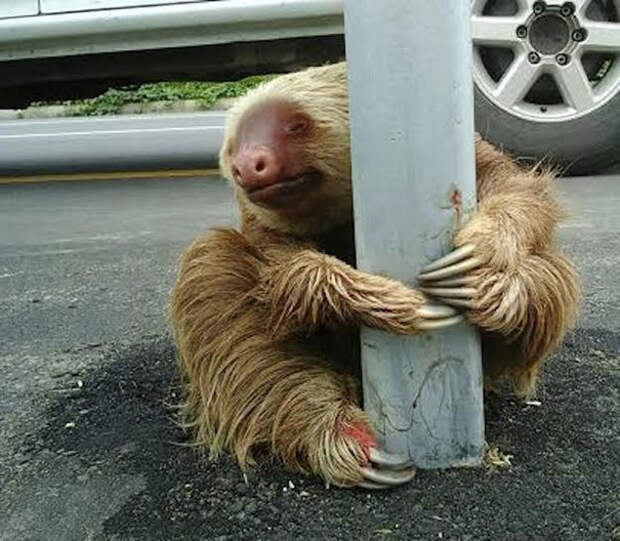 police-rescue-sloth-cross-highway-ecuador-2