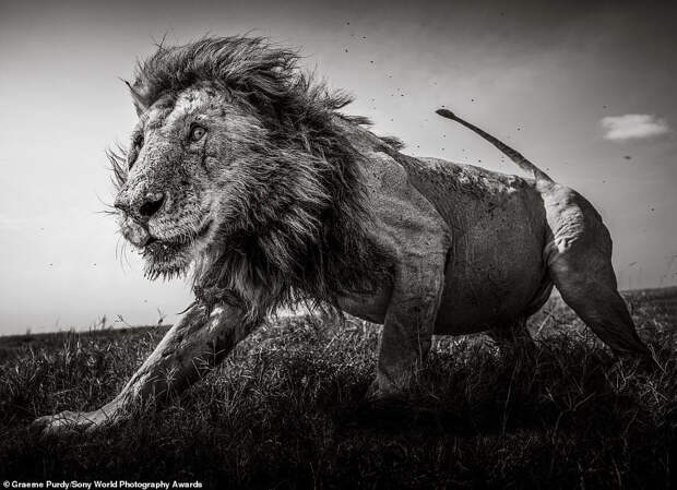 Этот снимок величественный  льва сделан в кенийском Масаи-Маре