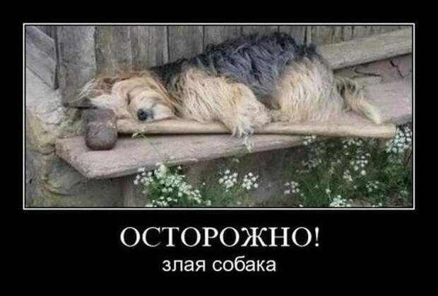 Осторожно, злая собака. Фото с сайта dog-is-life.blogspot.com