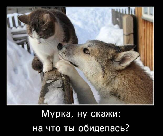 Демотиваторы (30 фото)