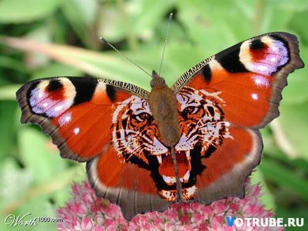 Бабочка с рисунком тигра на крыльях (500x375, 33Kb)