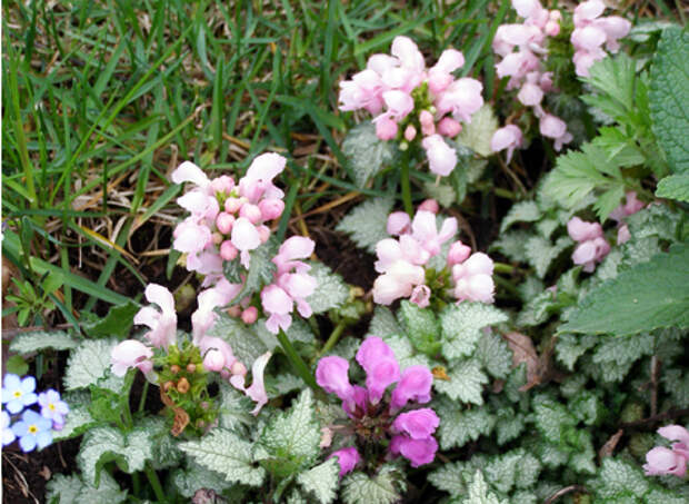 Растения для тени. Яснотка пятнистая, Lamium maculatum Beacon Silver