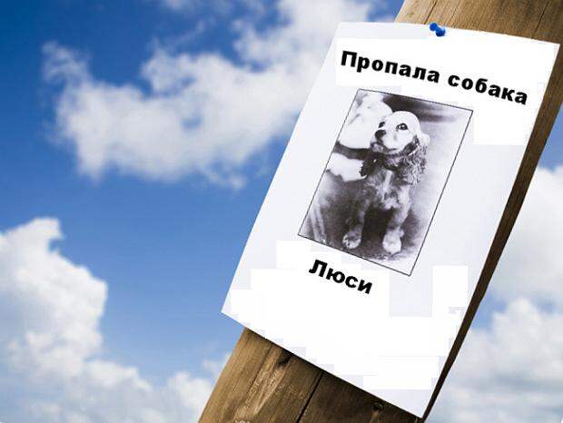 Объявление о пропаже собаки
