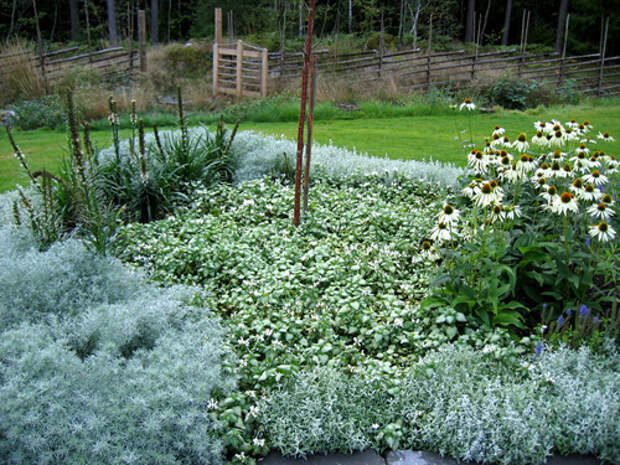 wild-garden-inspiration-herbs6.jpg