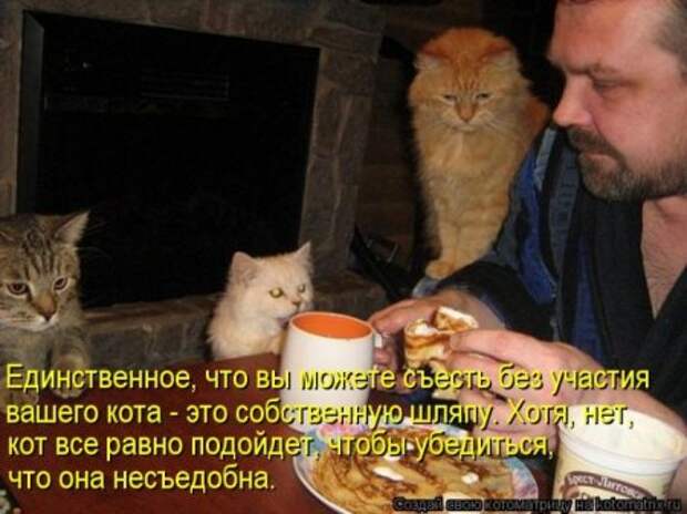 Котоматрица, прикольные коты с надписями.