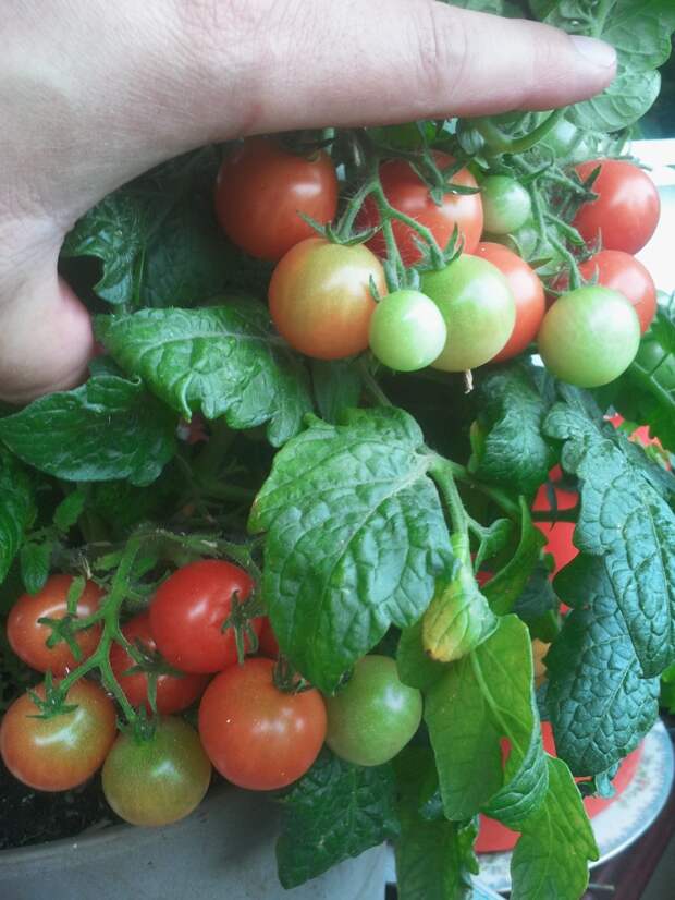 Мой балконный огород своими руками, сделай сам