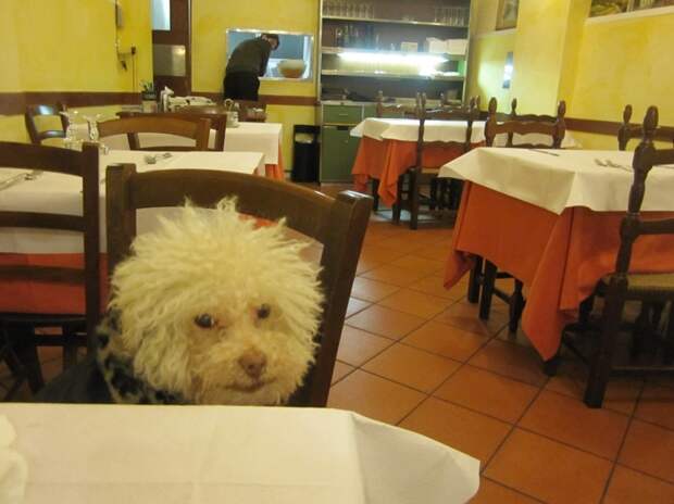 Cerbero dog travel, собака путешественник