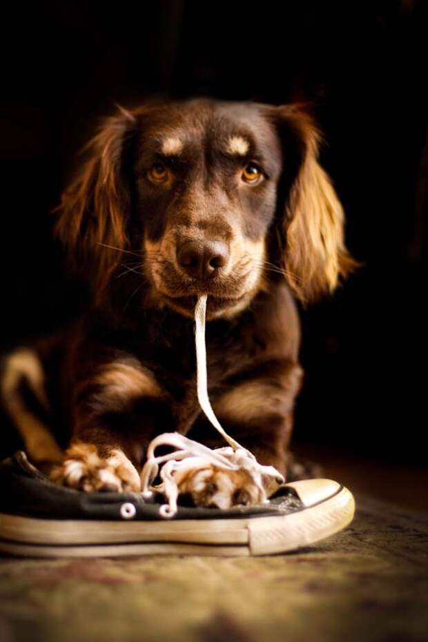Собачьи портреты Creative Dog Portraits 10 Радостные собаки в объективе девушки подростка