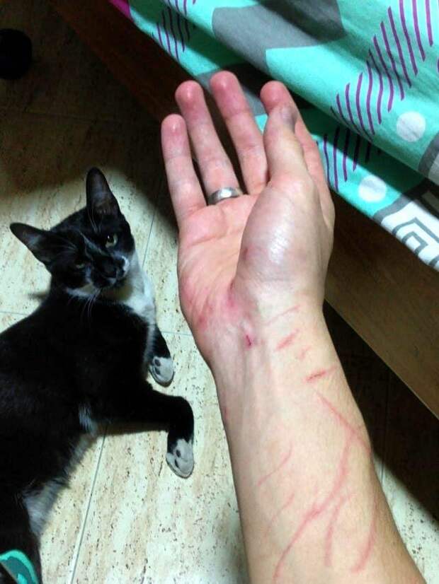 Шкодливые и наглые котики, от которых не стоит ждать ничего хорошего