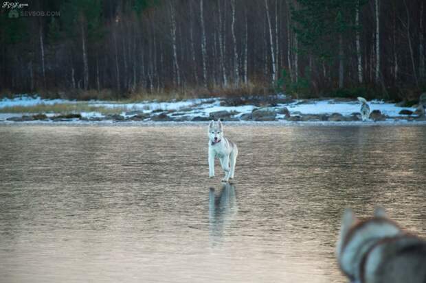 Сибирские хаски на озере животные, озеро, собака, хаски