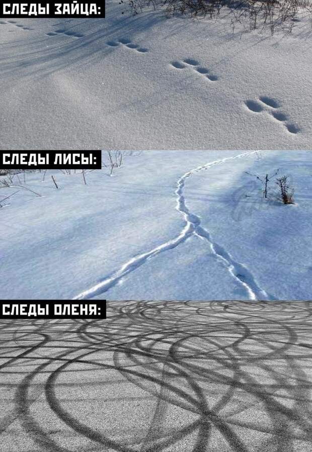 Следы лесных зверей