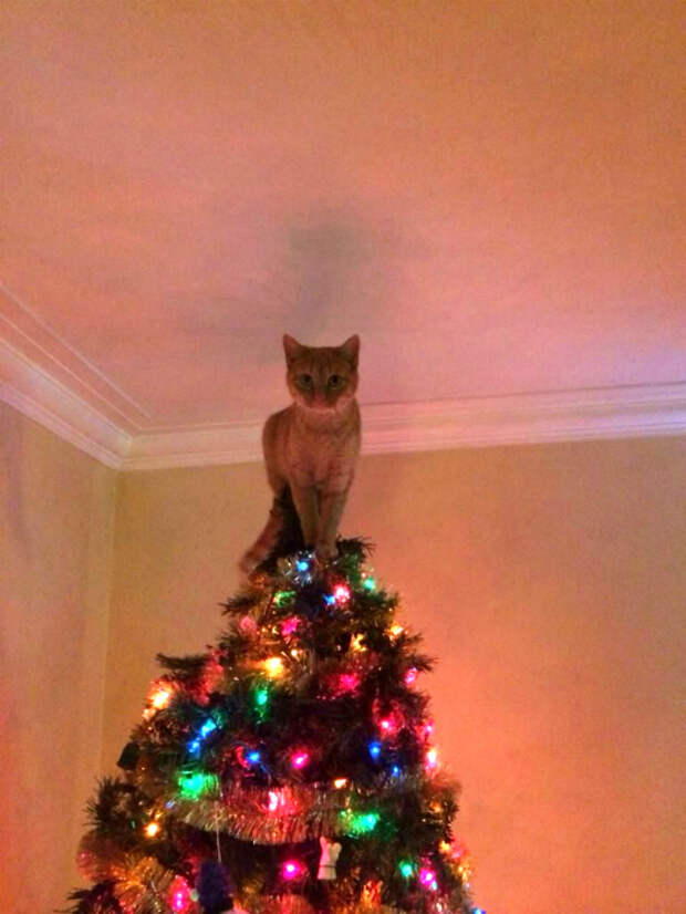 «Тут они меня точно не достанут!»