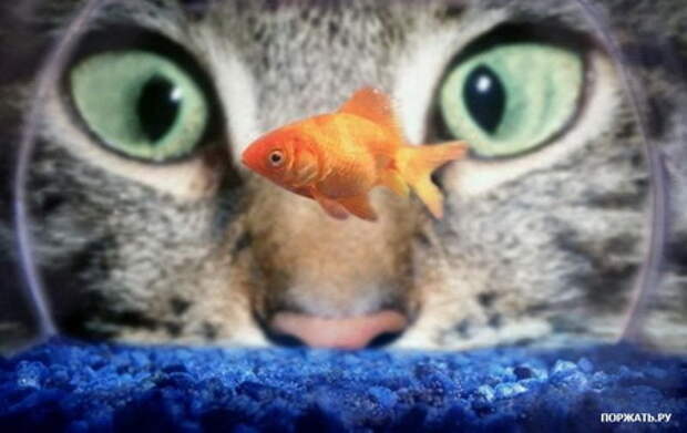 Фотоприколы с вконтакте.