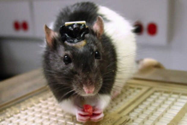 bionic-rats-see-infrared-hunt-water-12