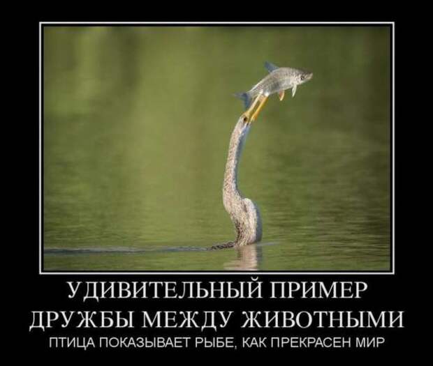 Демотиваторы. Подборка chert-poberi-chert-poberi-44430407032020-16 картинка chert-poberi-44430407032020-16