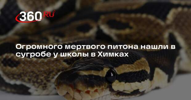 Огромного мертвого питона нашли в сугробе у школы в Химках