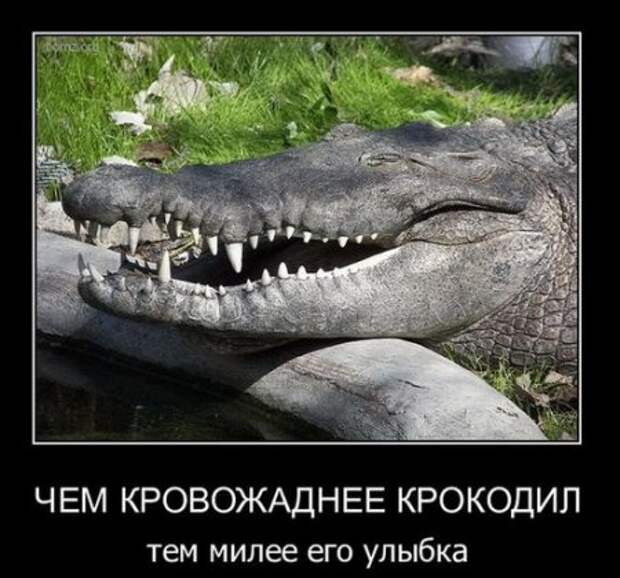 Демотиваторы смешарики и приколы в черных рамках.