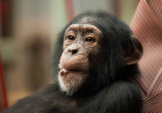 Шимпанзе (2,2) животные, интеллект, разум