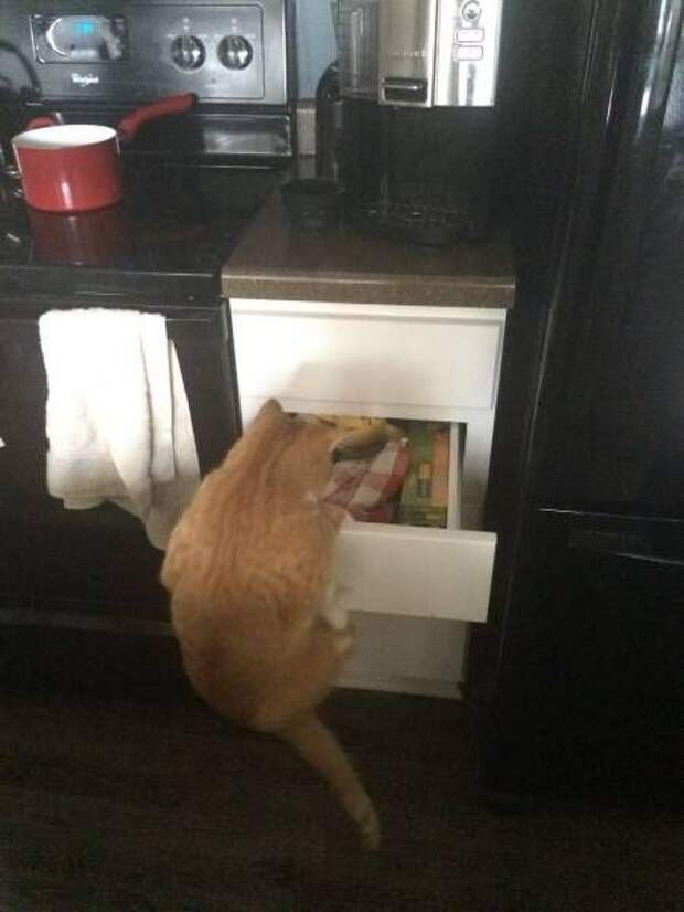 Прикольные картинки (90 фото) Прикольные картинки (90 фото)