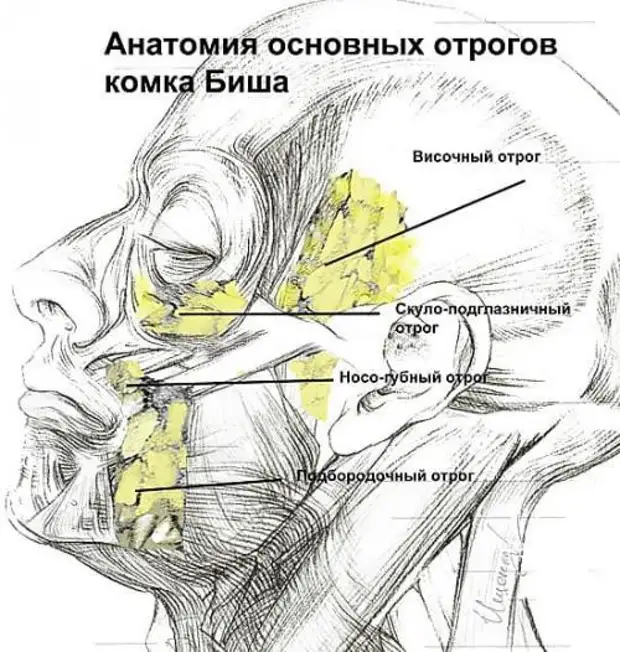 Где находятся комки биша рисунок