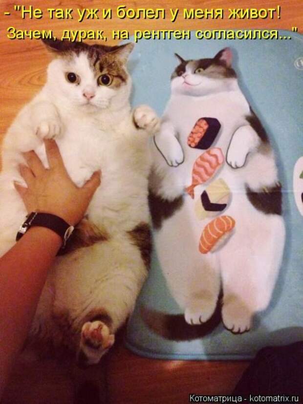 Лучшие котоматрицы недели