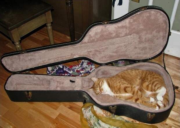 Кошка спит