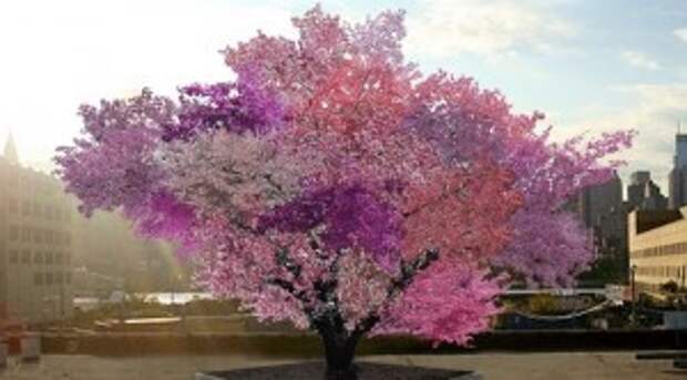 Future Super Tree May Solve Issue of Having to Walk Between Trees to Get Different Fruit