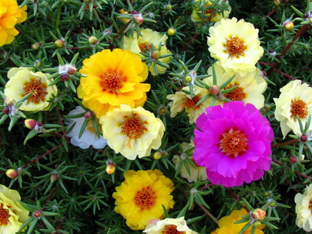 Портулак (Portulaca) Портулак (Portulaca)