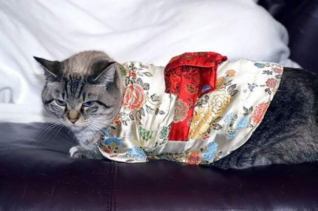 Новый фототренд в Японии: кошки в кимоно (21 фото)