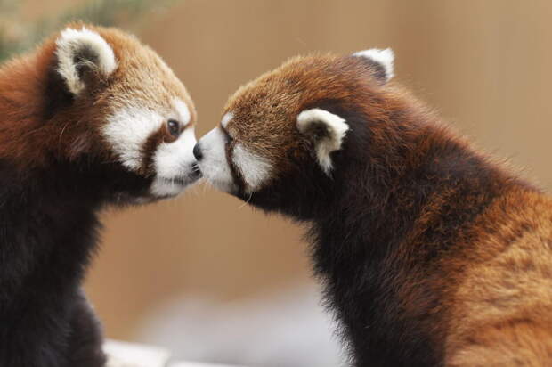 cute-animals-kissing-valentines-day-9__880
