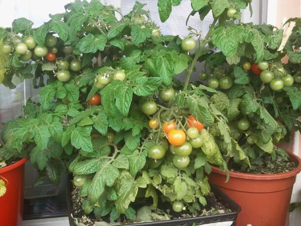 С каждого куста томатов черри собираю примерно 1.5 -2 кг. плодов за сезон. своими руками, сделай сам