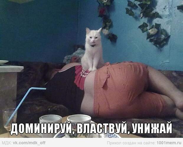 Доминируй, властвуй, унижай! фото, юмор