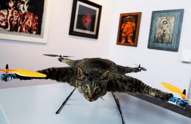 enhancek Летающий кот с моторчиками – ужас из Амстердама
