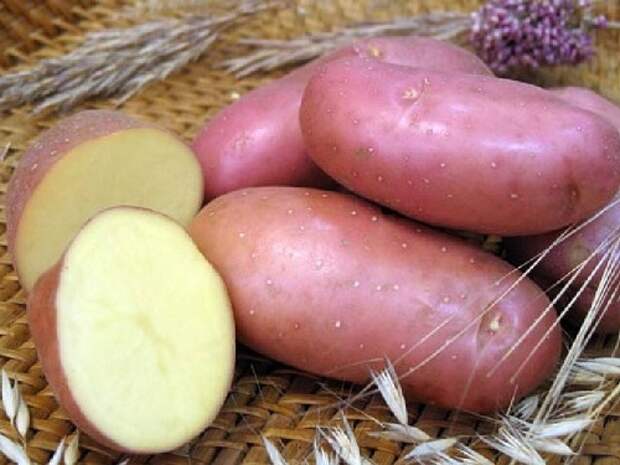 картофель
