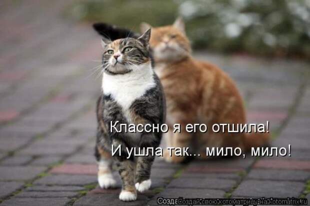 Лучшие котоматрицы недели (50 фото) Лучшие котоматрицы недели (50 фото)